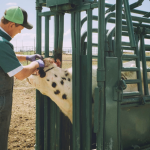 Como a agropecuária molda, na análise de João Eustáquio De Almeida Junior, a visão estratégica de longo prazo nos negócios.