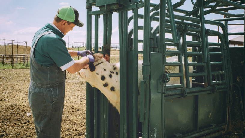 Como a agropecuária molda, na análise de João Eustáquio De Almeida Junior, a visão estratégica de longo prazo nos negócios.